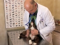 Dr. Corradini performing a wellness exam on a puppy