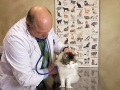 Dr. Corradini performing a wellness exam on a long hair cat