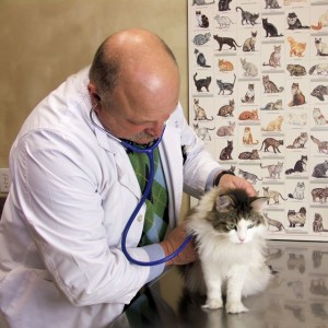 Dr. Corradini listens to a cat's heartbeat with stethoscope during a wellness exam