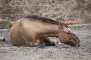 A tan sick mare lays down in the dirt. 