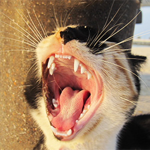 Cat yawning and showing its teeth