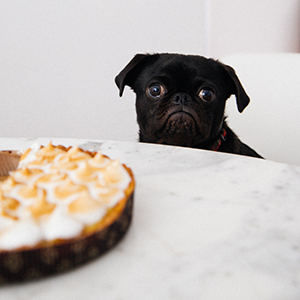 Black pug stares longingly at pie