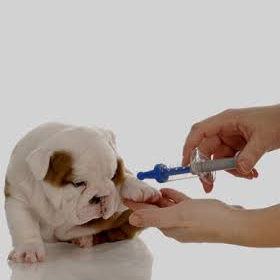 A small English Bulldog puppy gets a vaccine