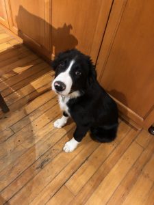A large Border Collie puppy sits on a hardwood floor.