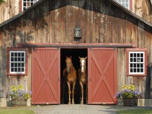 Two brown horses look out of the door of a well-kept barn
