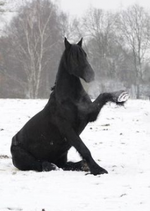 Black horse sitting in the snow raising front left leg