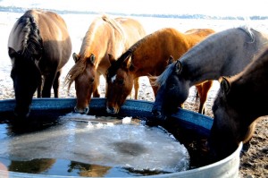 Five horses drinking out of a water trough with ice on it